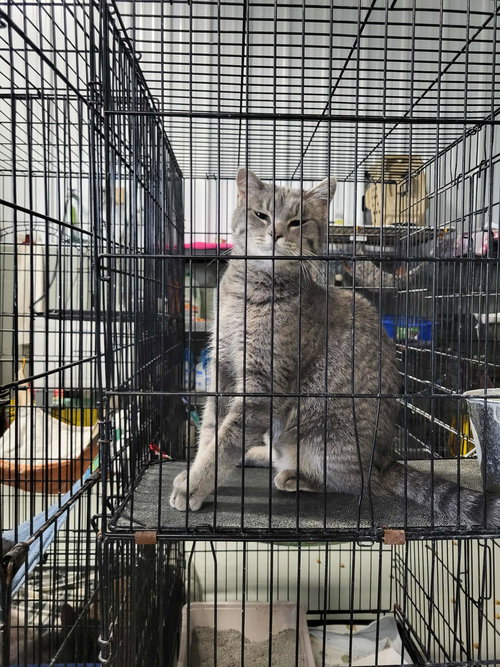 picture of the cat needing adoption