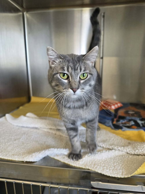 Zandi, an adoptable Domestic Short Hair in Detroit Lakes, MN