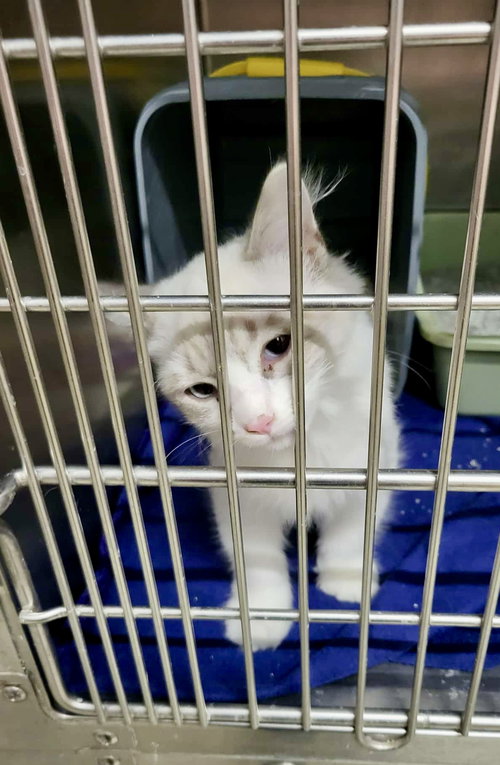 MEDORA - Domestic Medium Hair available for adoption