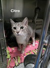 Citra
