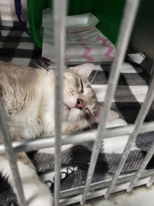 picture of the cat needing adoption