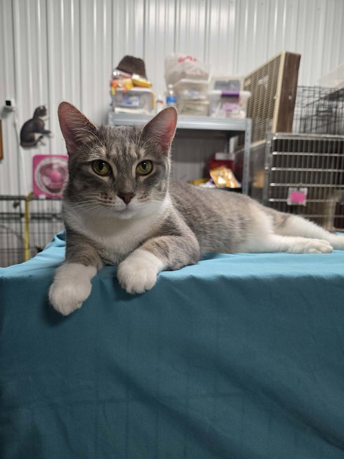 CITRA - Domestic Short Hair available for adoption