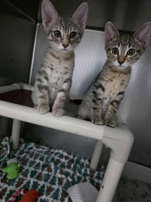 picture of the cat needing adoption