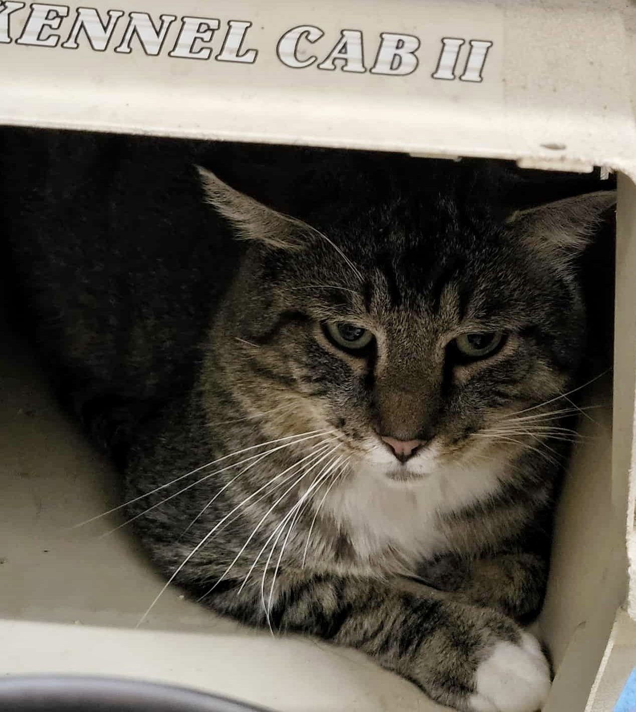 Danny (Working Cat) Image