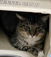 Danny (Working Cat)