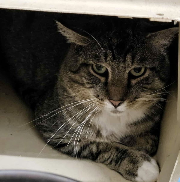 Danny (Working Cat)