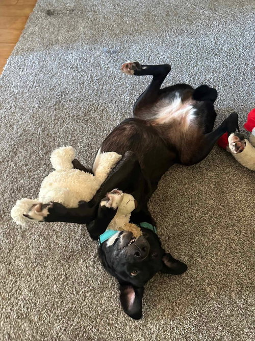 picture of the dog needing adoption