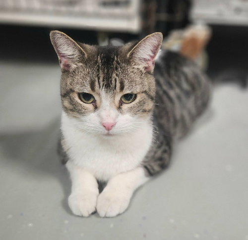 MILEY - Domestic Short Hair available for adoption