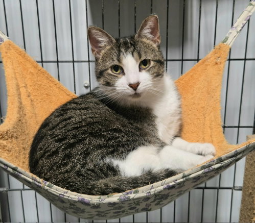 picture of the cat needing adoption