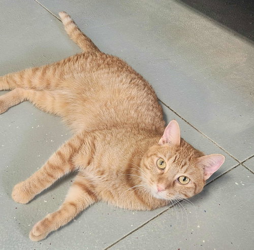 picture of the cat needing adoption