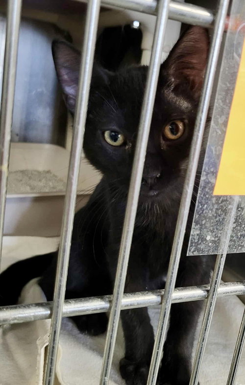 picture of the cat needing adoption