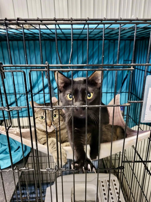Hydra, an adoptable Domestic Short Hair in Detroit Lakes, MN