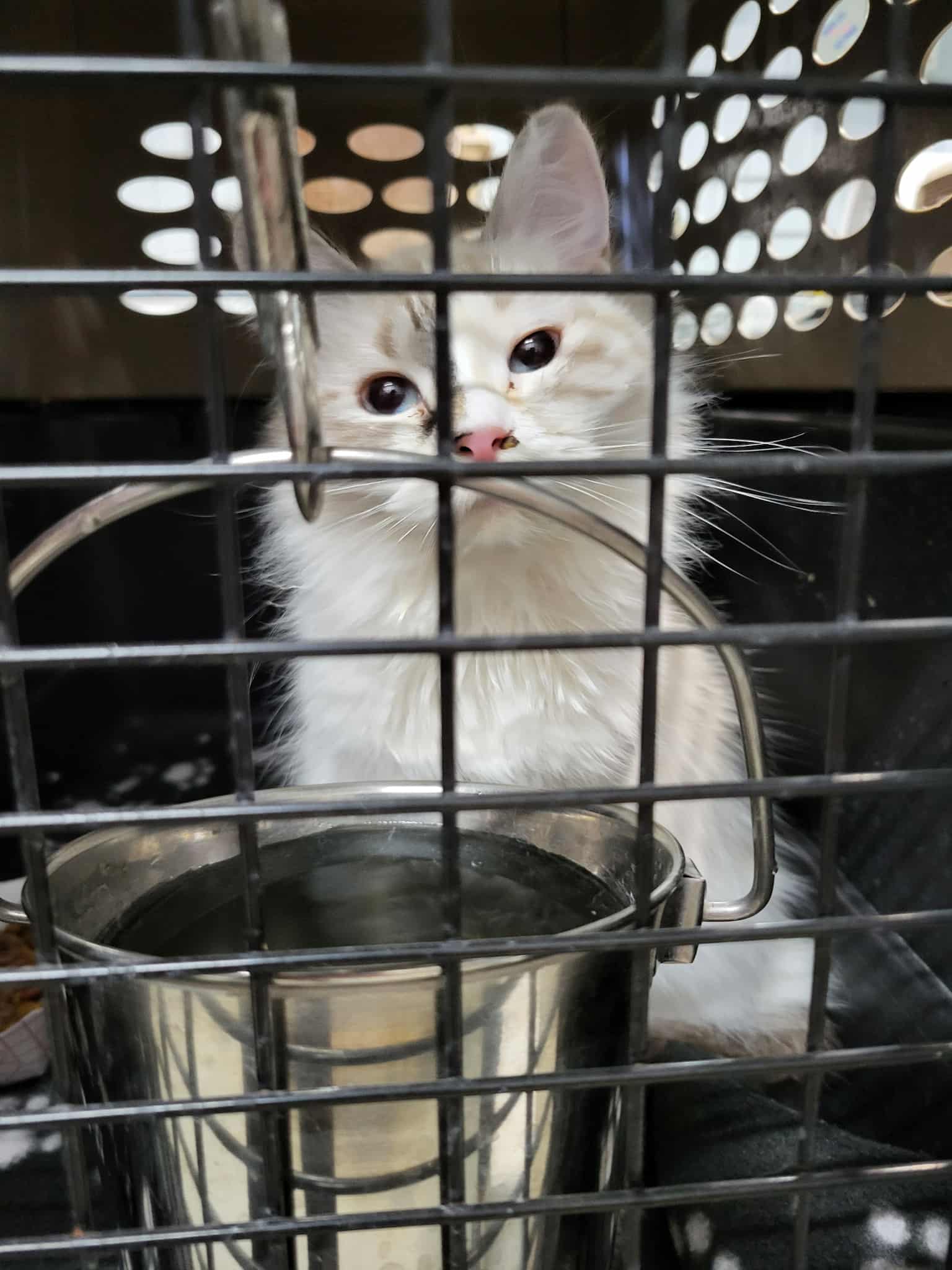 Giselle (Bonded with Pawla) Image