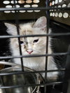 Giselle (Bonded with Pawla) - Photo 2