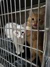 Kit (Bonded with Maxwell)