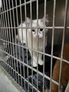 Kit (Bonded with Maxwell)