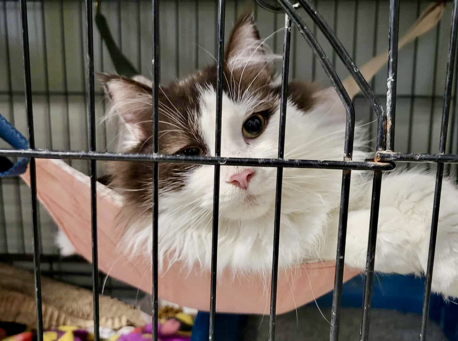 Charlie Image