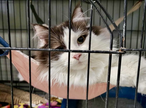CHARLIE - Domestic Long Hair available for adoption