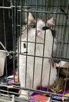 Charlie - Photo 2