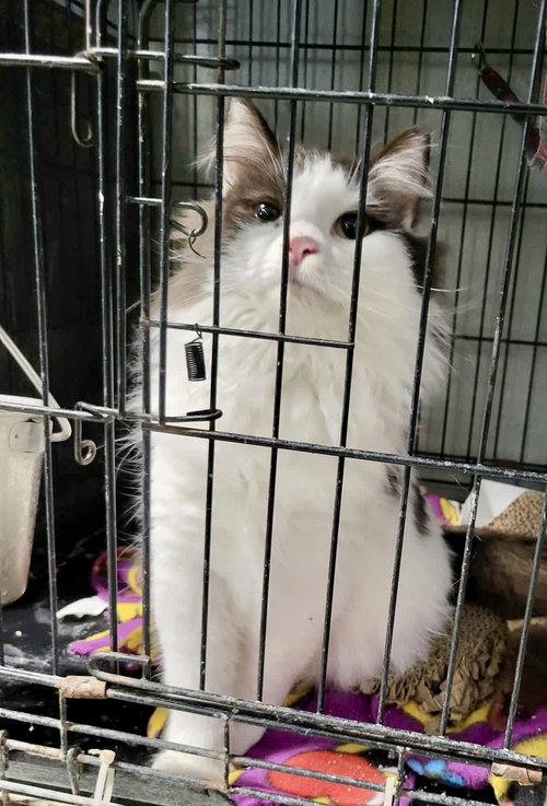 CHARLIE - Domestic Long Hair available for adoption