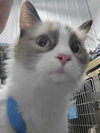Pawla (Bonded with Giselle)