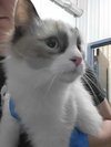 Pawla (Bonded with Giselle)