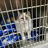 Pawla (Bonded w/Giselle) - Photo 2