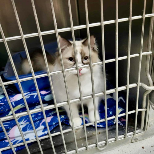PAWLA (BONDED W/GISELLE) - Siamese available for adoption