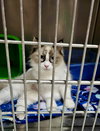 Pawla (Bonded w/Giselle) - Photo 3