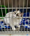 Pawla (Bonded w/Giselle) - Photo 4