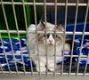 Pawla (Bonded w/Giselle) - Photo 5