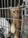 Maxwell (Bonded with Kit)