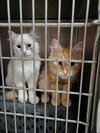 Maxwell (Bonded with Kit)