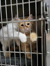 Maxwell (Bonded with Kit)