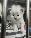 Tess kitten #1