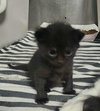 Tess kitten #2