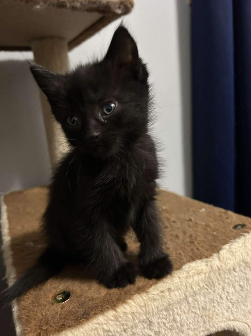 picture of the cat needing adoption
