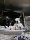 Tess kitten #3