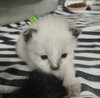 Tess kitten #3