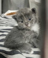 Tess kitten #4