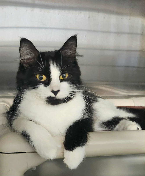 picture of the cat needing adoption
