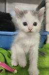 Venus kitten-Minerva