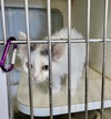 Venus kitten-Minerva