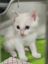 Venus kitten-Roma