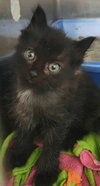 Venus kitten-Vesta