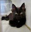 Venus kitten-Vesta
