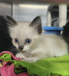 Venus kitten-Bellona