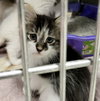 Zephyr kitten-Viktoria