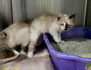 Zephyr kitten-Ferdinand