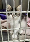 Zephyr kitten-Bodensee